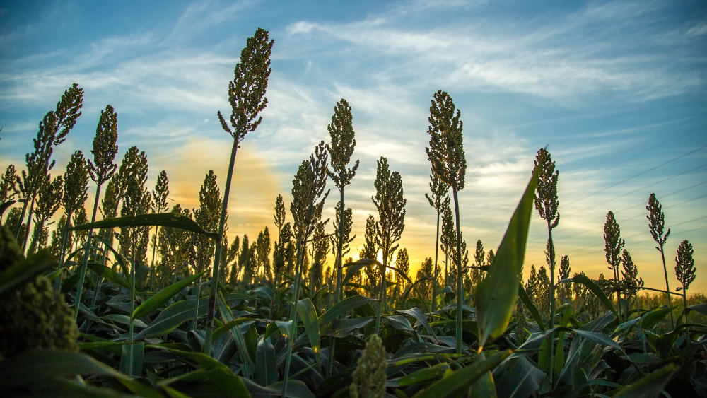 Capa da notícia: DF se destaca como o segundo maior exportador nacional de sorgo de grão para semeadura